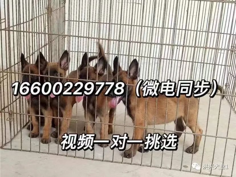 莱州红犬多少钱一只纯种莱州红幼犬图片价格