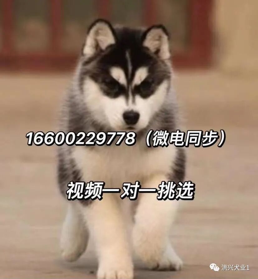 哈士奇犬多少钱一只纯种哈士奇幼犬图片价格