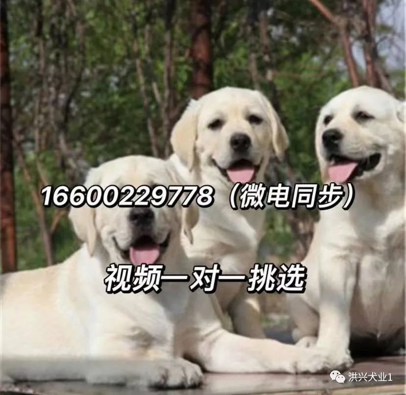 拉布拉多犬多少钱一只纯种拉布拉多幼犬图片价格