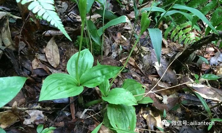 神奇的止血中草药--见血清