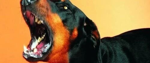 美国官媒养的反华恶狗，终于把他们自己给咬了