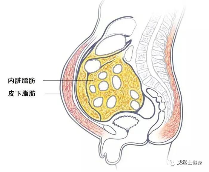 皮脂厚度计怎么用啤酒肚可不仅仅是皮脂这么简单，内脏脂肪功不可没！_https://www.jmylbn.com_新闻资讯_第1张