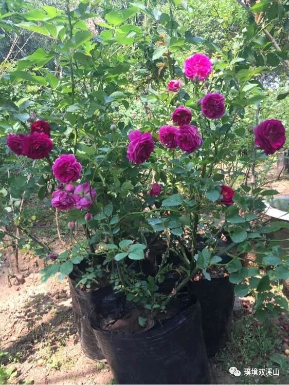 蔷薇品种赏析 東山杏花村 微信公众号文章阅读 Wemp