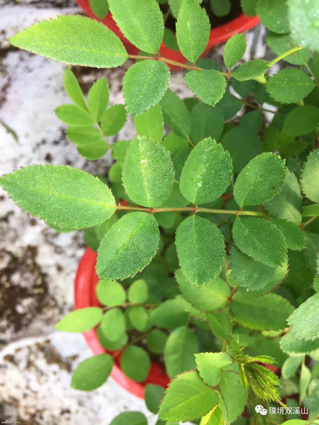 蔷薇品种赏析 東山杏花村 微信公众号文章阅读 Wemp