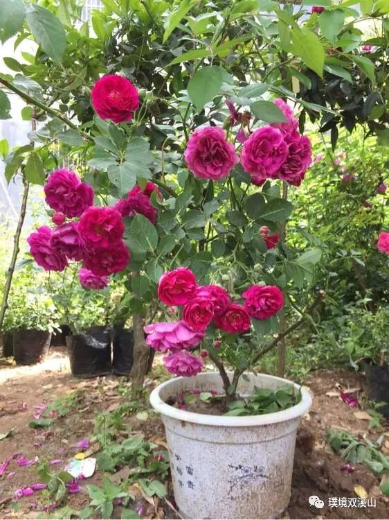 蔷薇品种赏析 東山杏花村 微信公众号文章阅读 Wemp