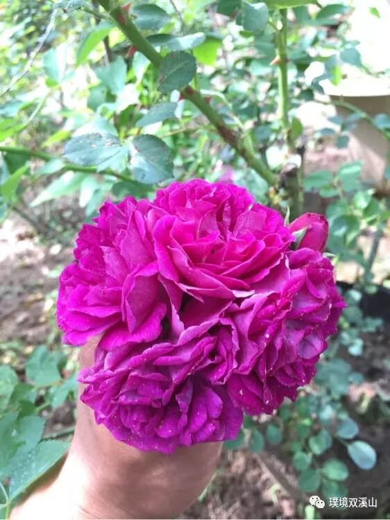 蔷薇品种赏析 東山杏花村 微信公众号文章阅读 Wemp