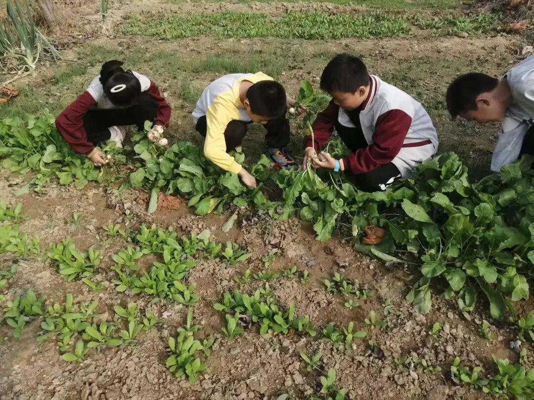 生活即教育实践促成长东阿县姚寨镇中心小学劳动实践活动纪实