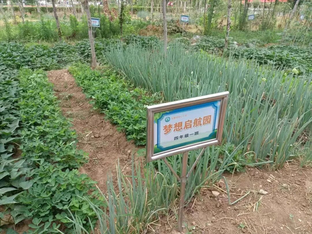 生活即教育实践促成长东阿县姚寨镇中心小学劳动实践活动纪实