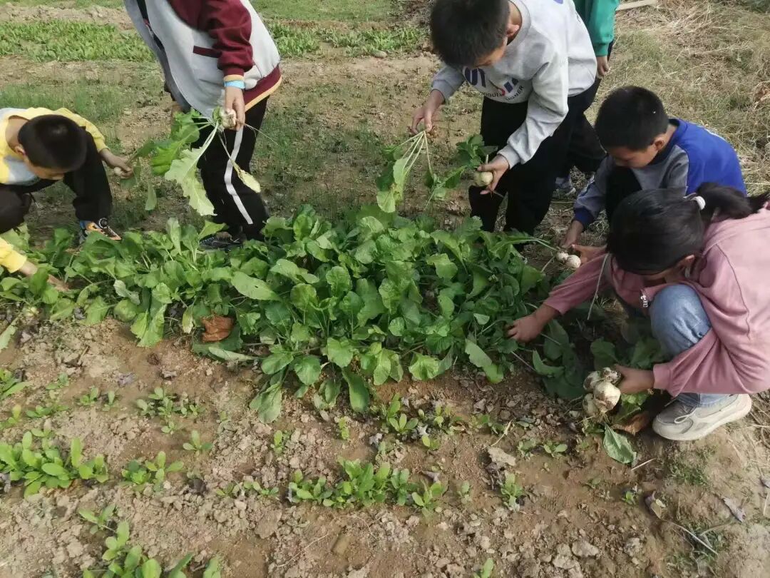 生活即教育实践促成长东阿县姚寨镇中心小学劳动实践活动纪实