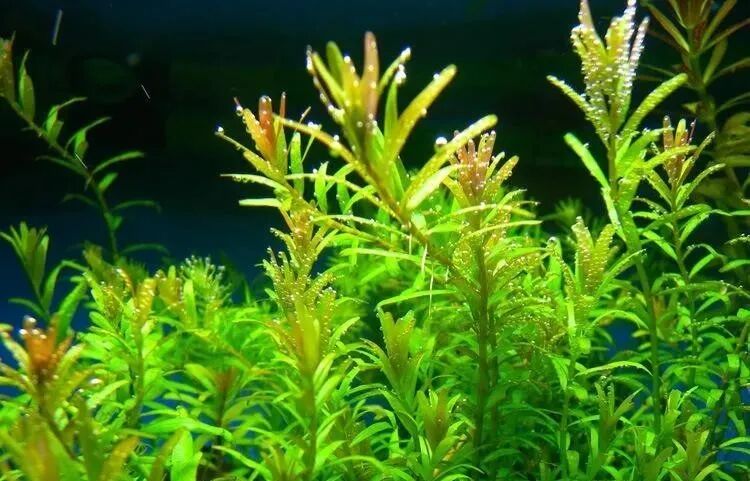 几种常见水草介绍 水草微世界 微信公众号文章阅读 Wemp