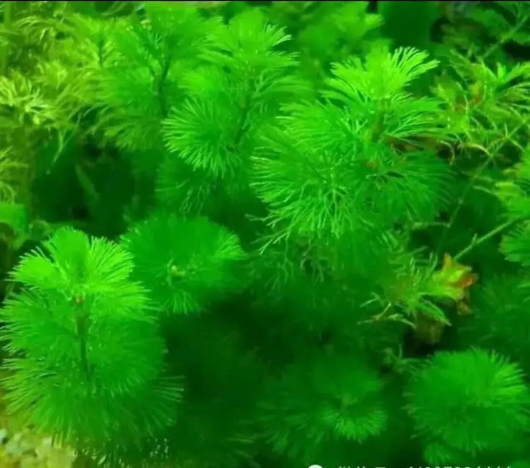 26种不需要co2的水草 看了少走点弯路 水草微世界 微信公众号文章阅读 Wemp