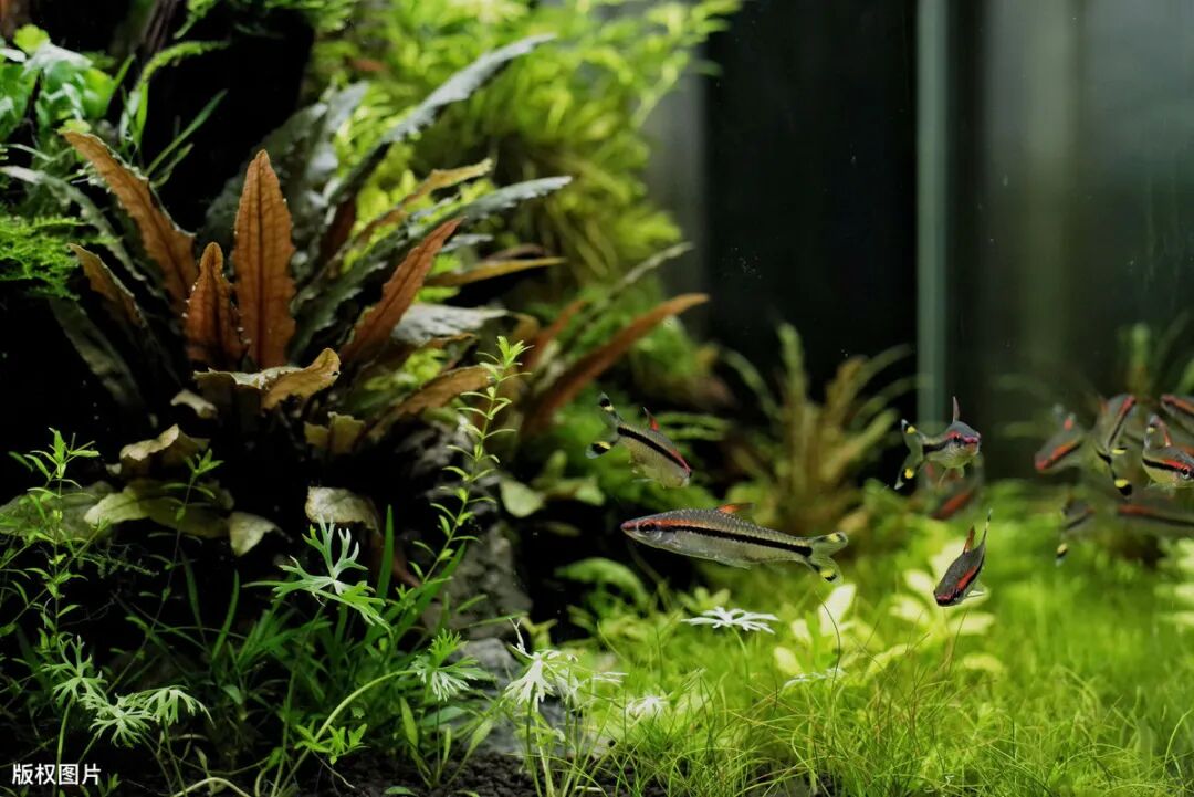 前景水草 我推荐你这6种 水族箱造景必备 水草微世界 微信公众号文章阅读 Wemp
