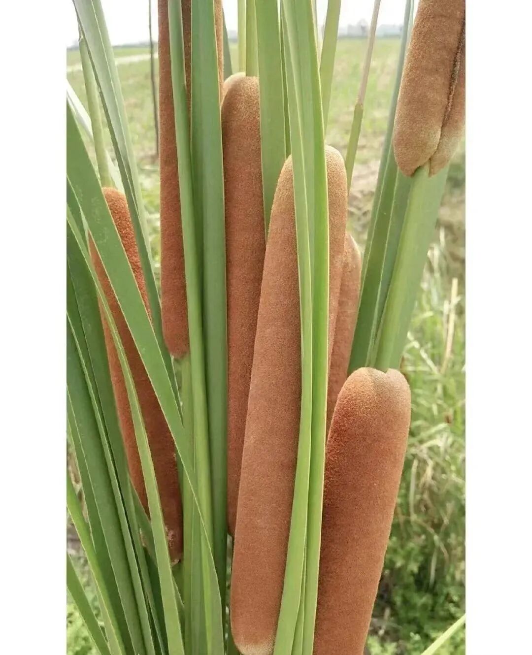 蒲黄，活血又止血,矛盾又统一的完美中药，但止血须炒，破血用生