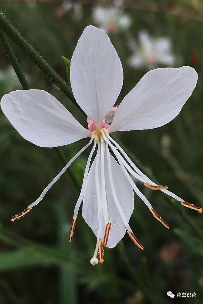 山桃草 柳叶菜科山桃草属 花虫识花 微信公众号文章阅读 Wemp