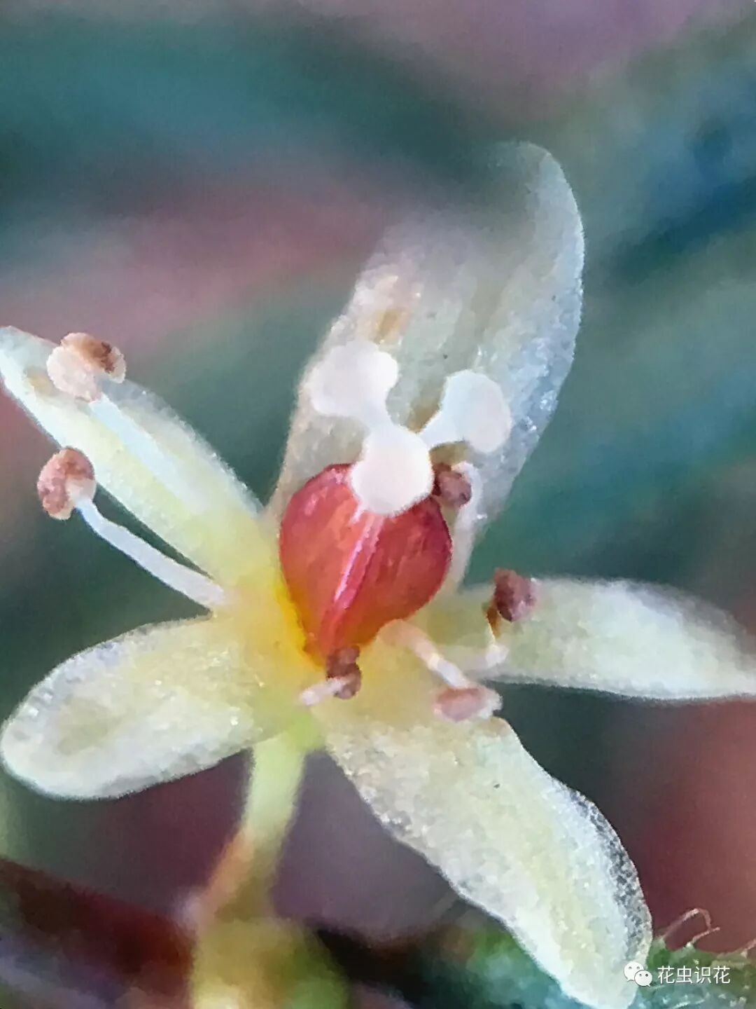 西伯利亚蓼 蓼科萹蓄属 花虫识花 微信公众号文章阅读 Wemp