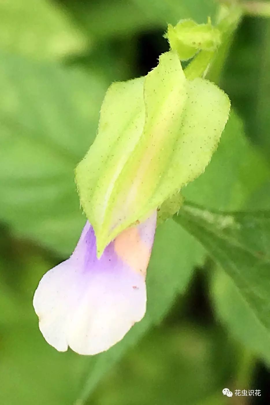 紫萼蝴蝶草玄参科蝴蝶草属