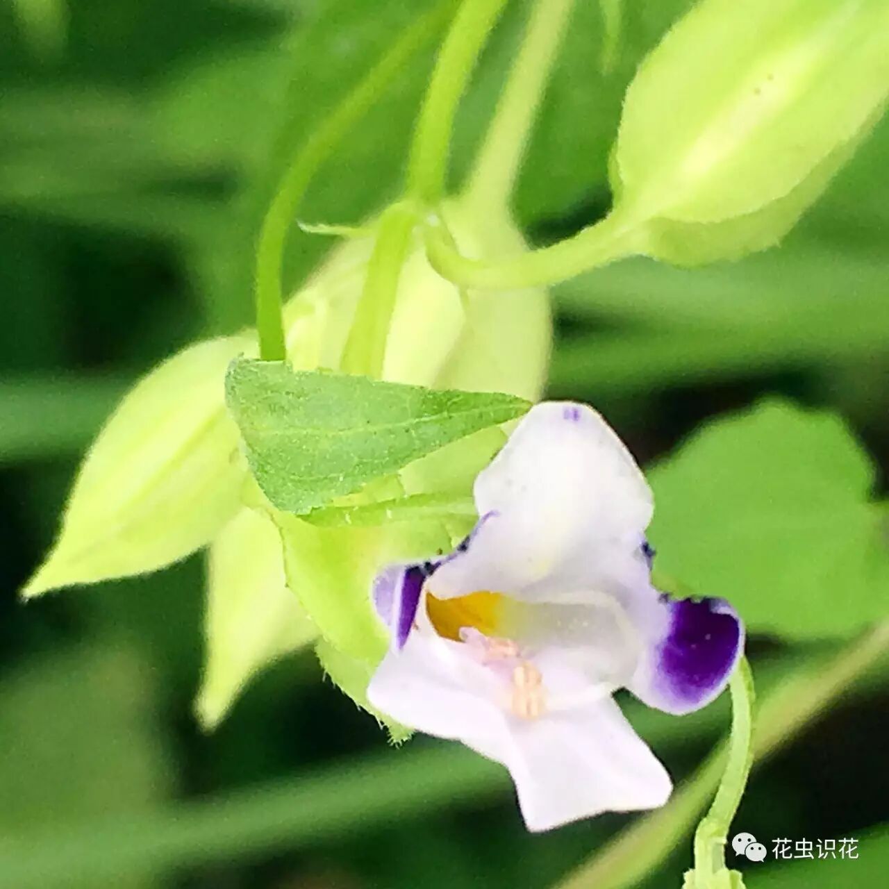 紫萼蝴蝶草玄参科蝴蝶草属