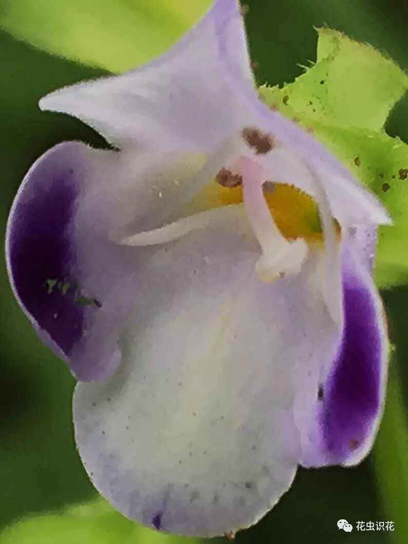 紫萼蝴蝶草玄参科蝴蝶草属