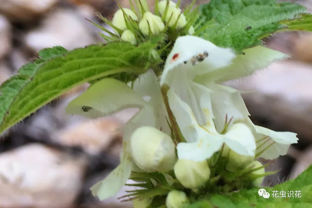 野芝麻 唇形科野芝麻属 花虫识花 微信公众号文章阅读 Wemp