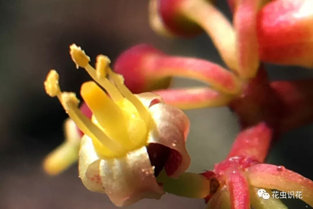 青紫葛 葡萄科白粉藤属 花虫识花 微信公众号文章阅读 Wemp