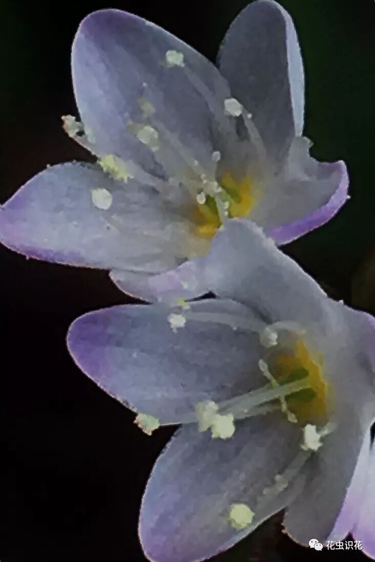 箭叶蓼 蓼科蓼属 花虫识花 微信公众号文章阅读 Wemp