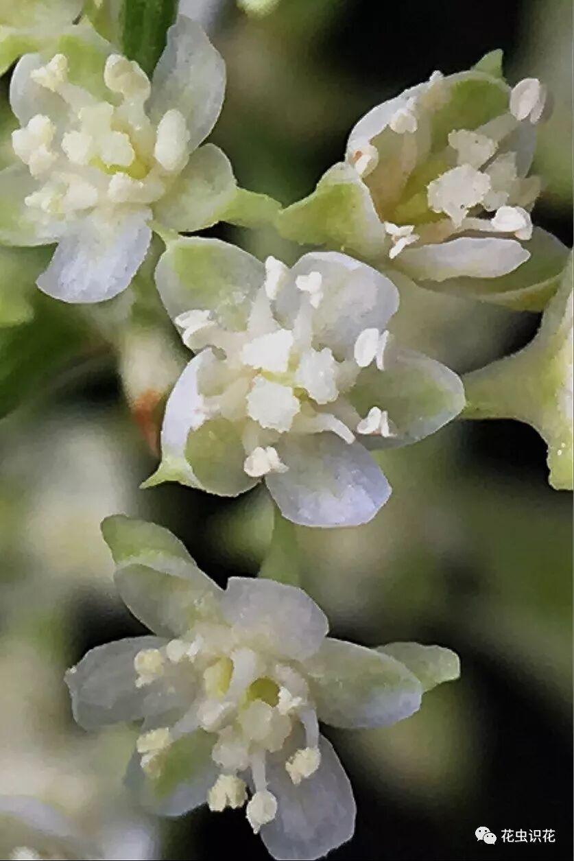 何首乌 蓼科何首乌属 花虫识花 微信公众号文章阅读 Wemp