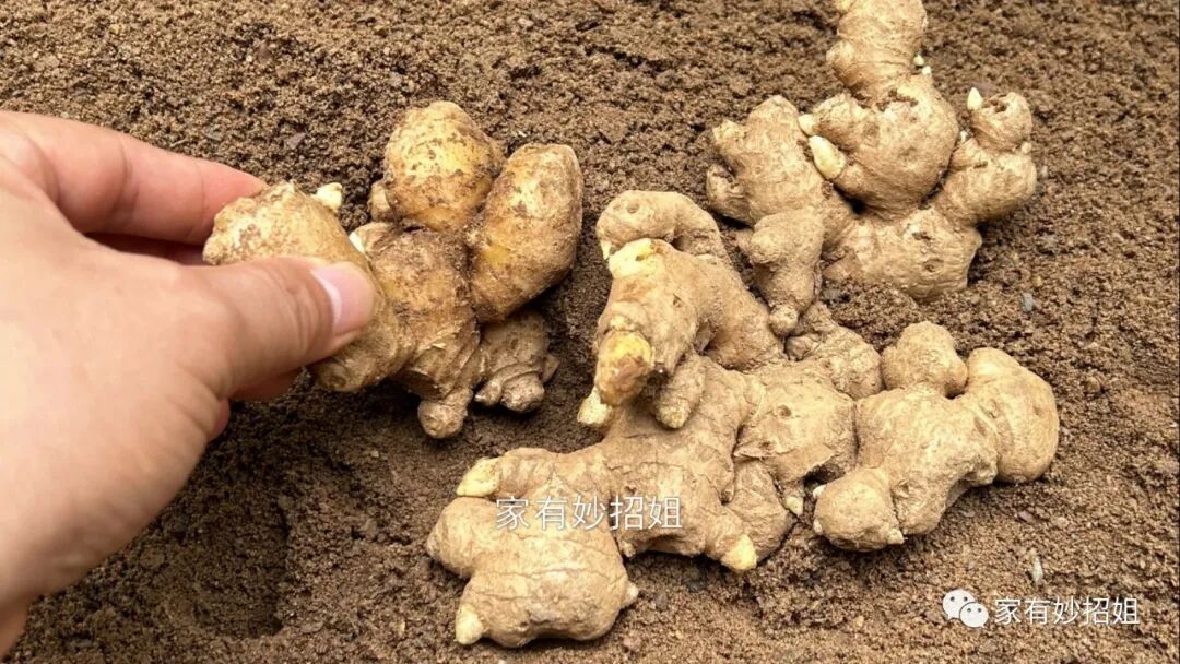 怎样储存鲜姜