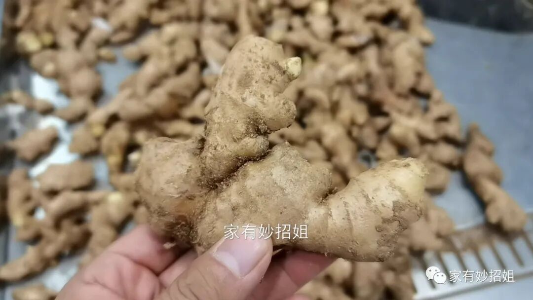 五招轻松储存鲜姜，无需冰箱，半年不干瘪不发芽，保持新鲜如初