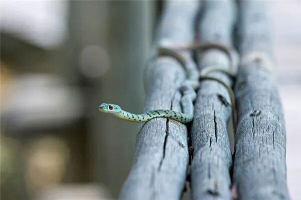 做梦梦到许多小蛇，潜意识中的象征与寓意解析