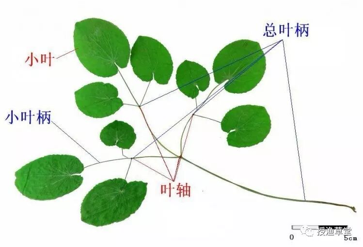 淫羊藿药材药用部位辨析