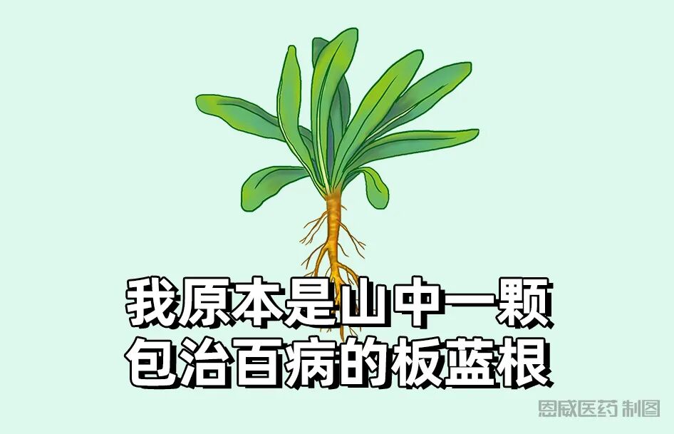 请注意！感冒咳嗽、鼻塞黄涕···风热感冒来杯恩威复方板蓝根颗粒