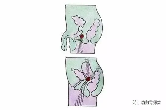 怎么 收 会阴如何在瑜伽树式中找到会阴收束的感觉？（经典）_https://www.jmylbn.com_新闻资讯_第4张