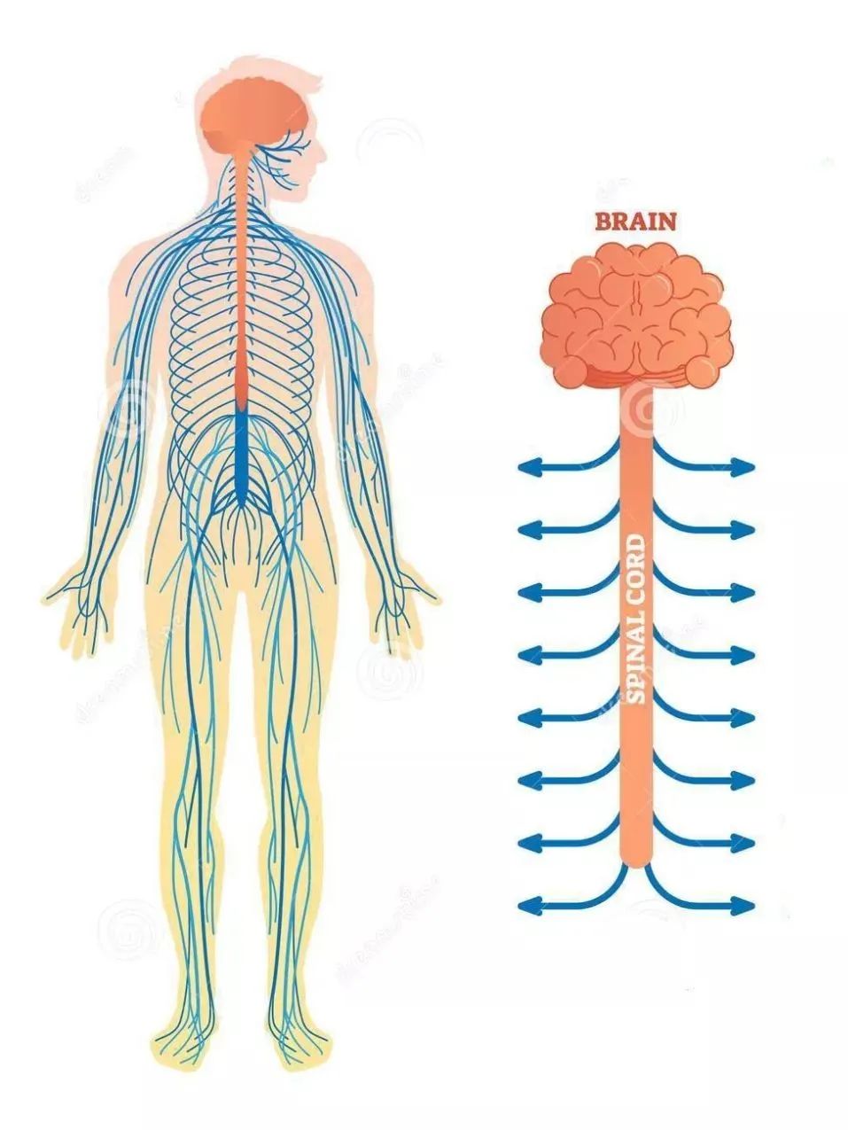 脊柱对应神经线图片图片