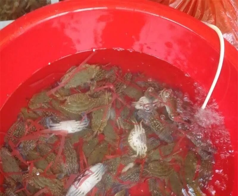 龙趸鱼多少钱一斤_北海海鲜市场价_2020年北海海鲜价格