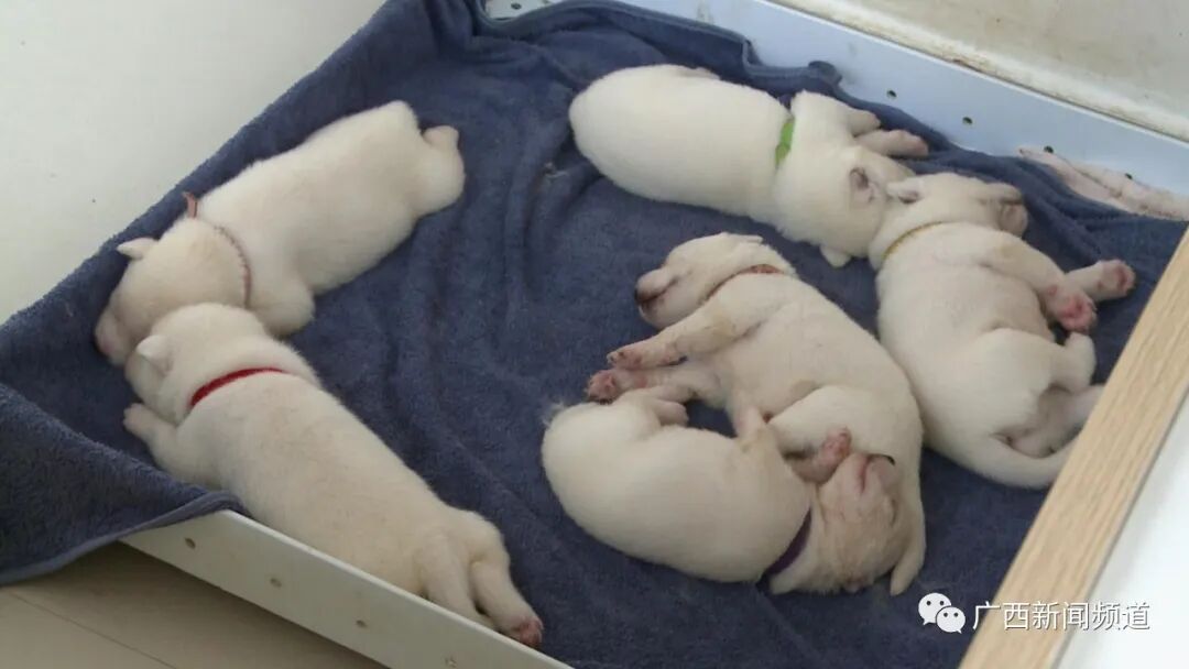 萌化了广西首例人工繁育北极狼喜获二胎6只狼宝宝太可爱了吧