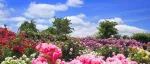 2022旅顺樱花园（203景区）玫瑰花海节，6月18日起免费玩！门票免费送送送~