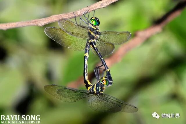 分类综述飞动的宝石广东省惠州市的大伪蜻