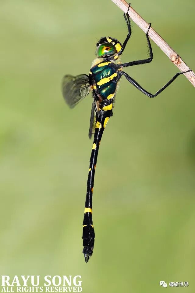 分类综述飞动的宝石广东省惠州市的大伪蜻