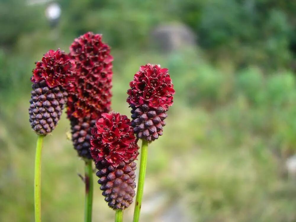 神奇的地榆它是奏响植物界的欢乐颂