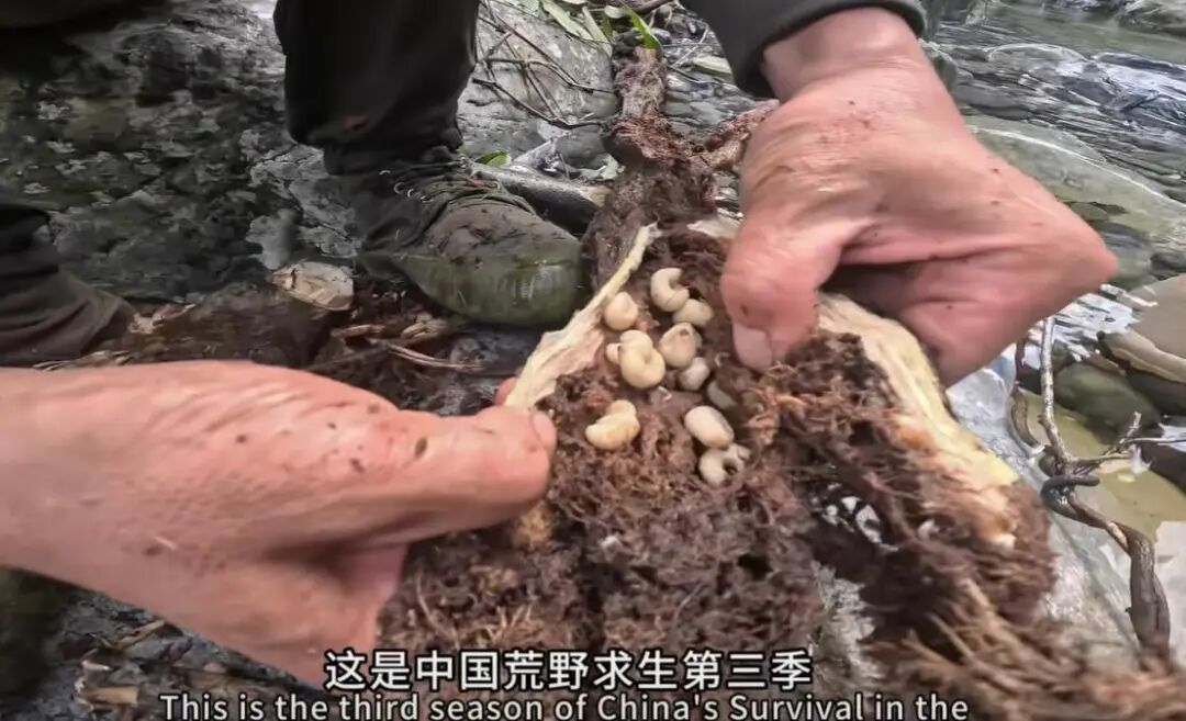 为10万奖金荒野求生70天你愿意吗