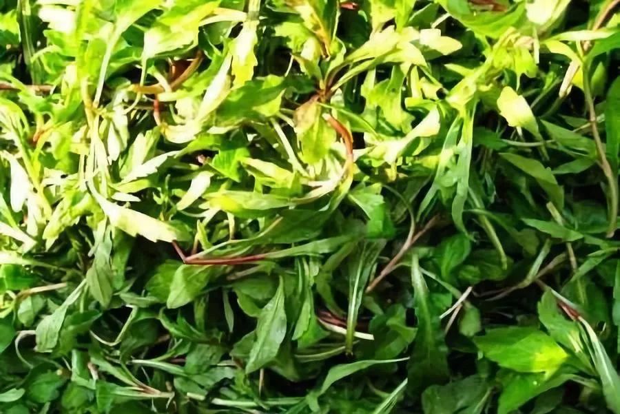 北京人过日子离不开这50样儿吃食！也太香了吧。。。