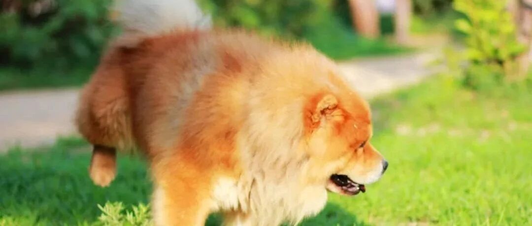 小区里的那只狗，还有……