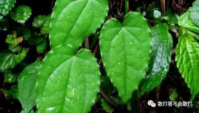 农村把这种野草叫做“淫羊藿”,原来这名字里面暗藏玄机！