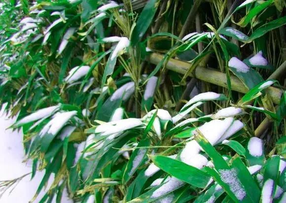 白居易字什么有什么之称_白居易字号什么居士_白居易字