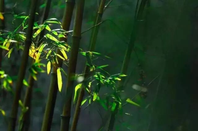 白居易字 白居易水平很高的一首诗，全文无一“竹”字，却句句有竹！