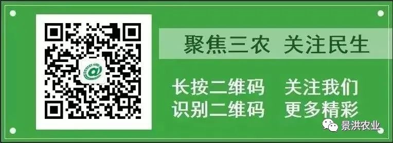 2024年06月11日 景洪天气