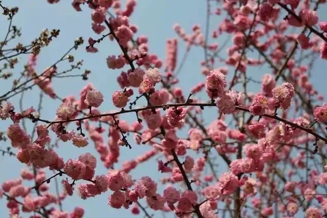 十种景观树种，打造最美的园林庭院景观