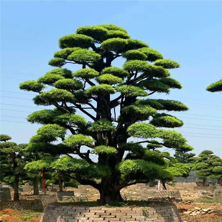 十种景观树种，打造最美的园林庭院景观