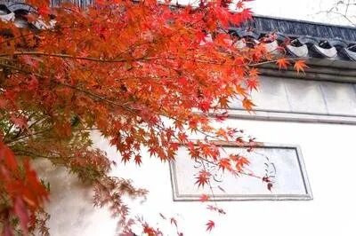 十种景观树种，打造最美的园林庭院景观