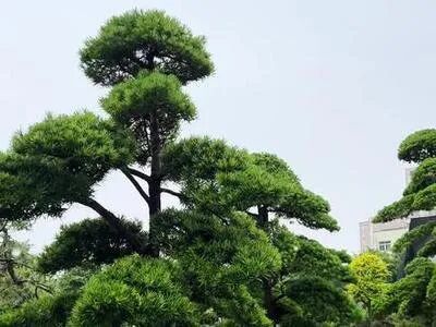 十种景观树种，打造最美的园林庭院景观